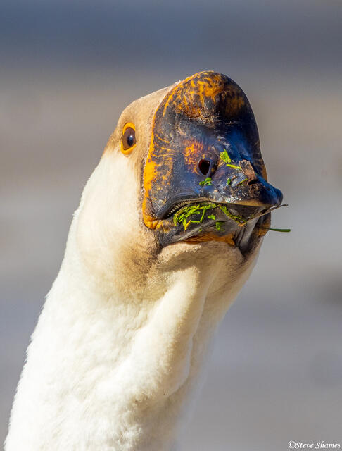 Goose Face print