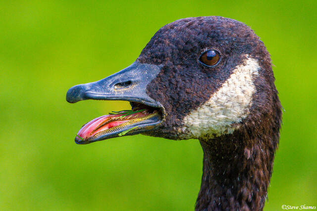 Goose Face Close Up print