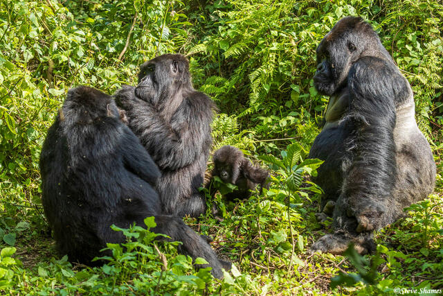 Gorilla Family print