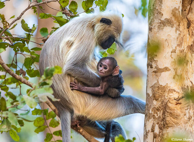 Gray Langur With Baby print