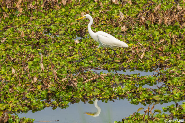 Great Egret Walking print