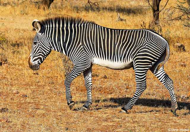 Grevy's Zebra print