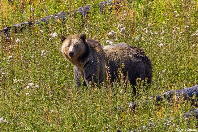 Grizzly Bear Mother print