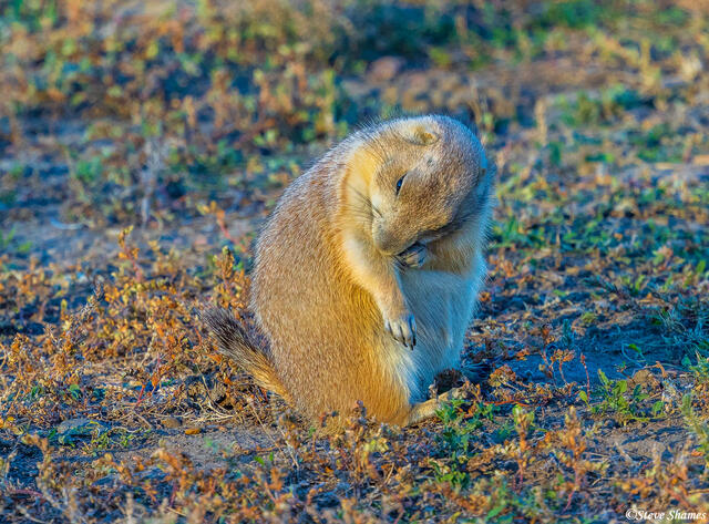 Grooming Prairie Dog print
