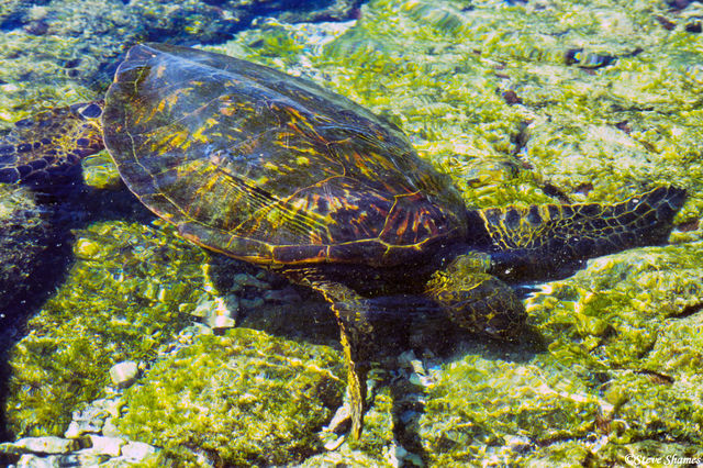 Hawaiian Sea Turtle print