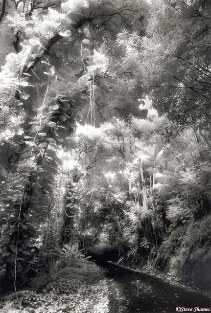 Hawaiian Vines print
