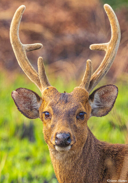 Hog Deer Portrait print