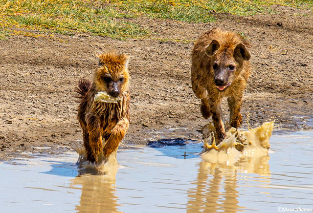 Hyenas Chasing Each Other print