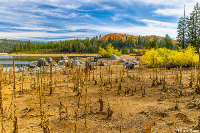 Ice House Reservoir Weeds print