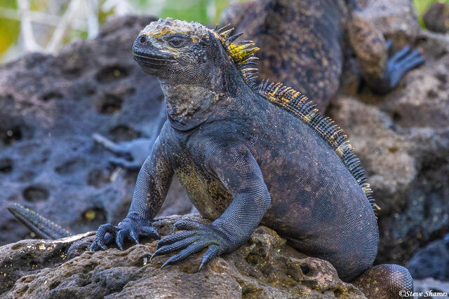 Iguana on Rock print