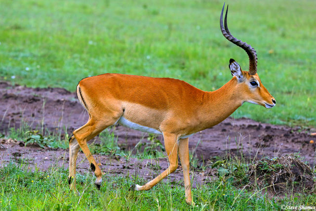 Impala Masai Mara print