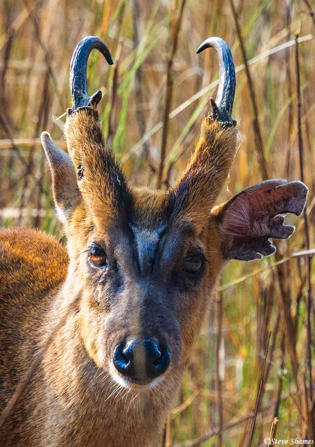 Indian Barking Deer print