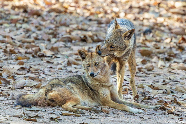 Indian Golden Jackals print