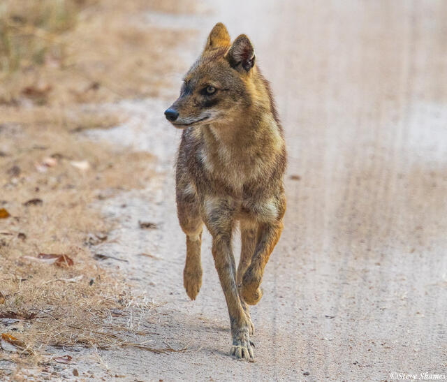 Indian Jackal Running print