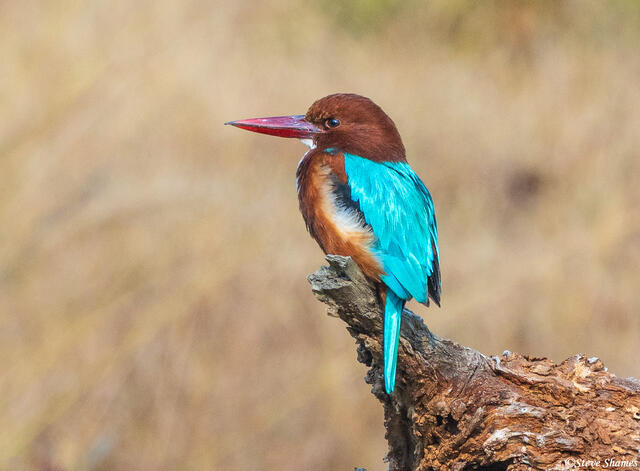Indian Kingfisher print