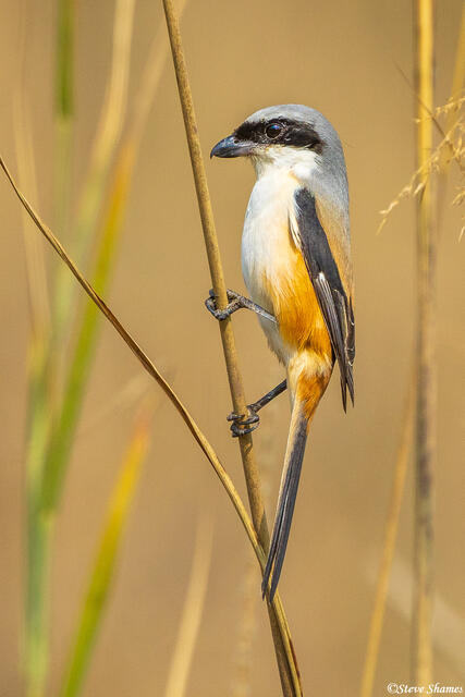 Indian Long Tailed Shrike print