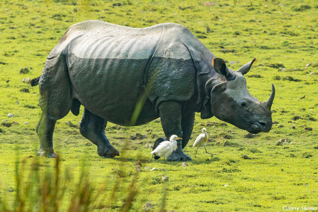 Indian One Horned Rhino print