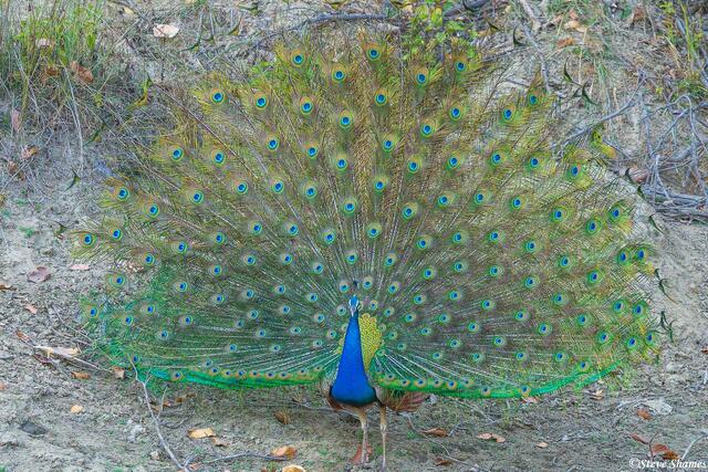 Indian Peafowl Displaying Feathers print