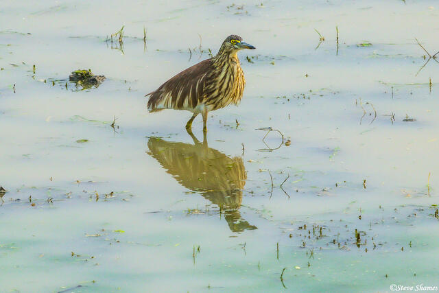 Indian Pond Heron print
