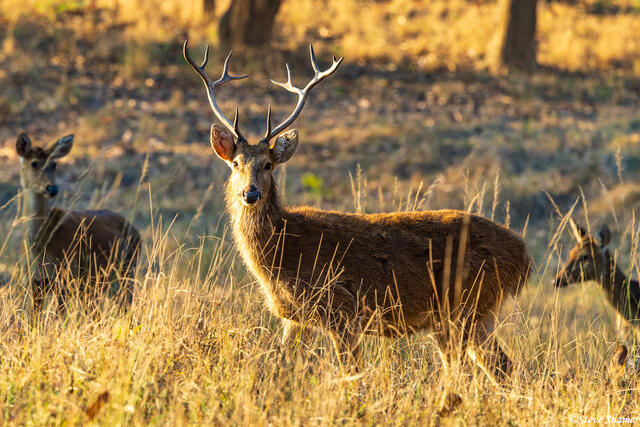 Indian Swamp Deer print