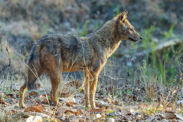 Kanha Golden Jackal print