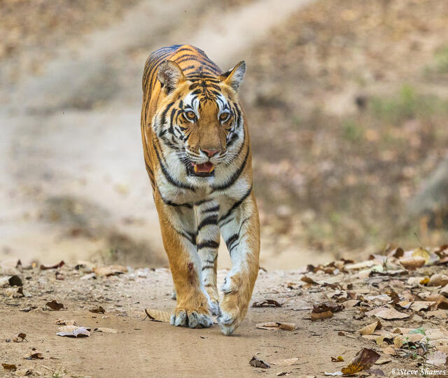 Kanha National Park Tiger print
