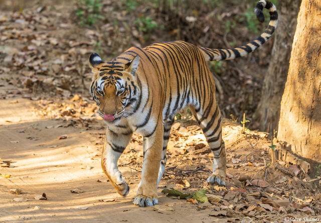 Kanha Tiger Reserve print