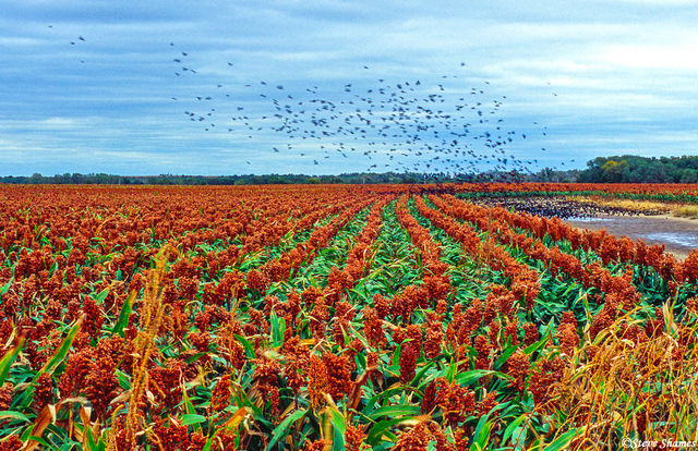 Kansas Birds print