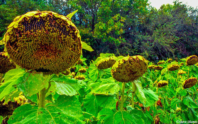 Kansas Sunflowers print