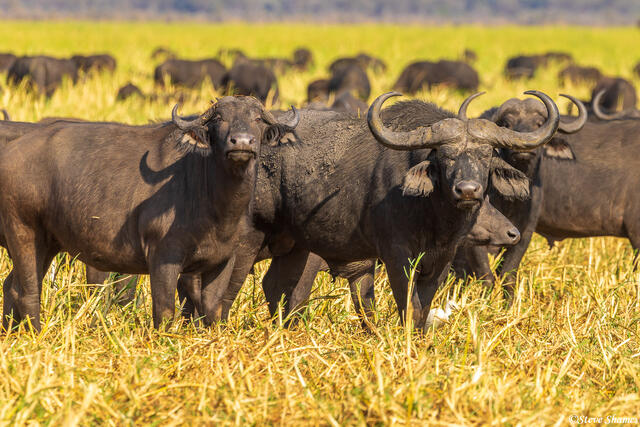 Katavi-Big Horned Cape Buffalo print