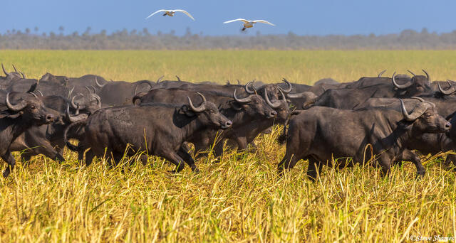 Katavi-Buffalo Herd Running print