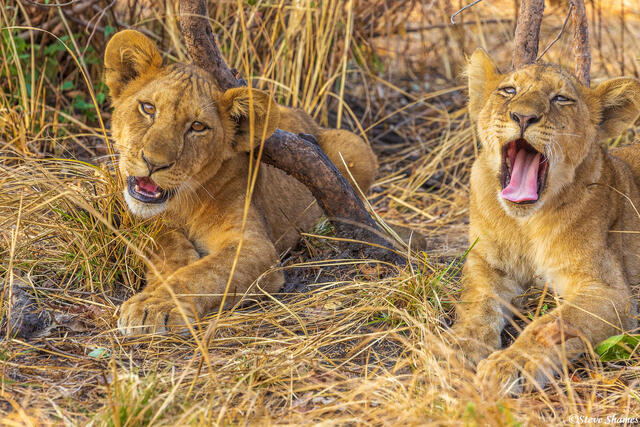 Katavi-Cubs Relaxing print