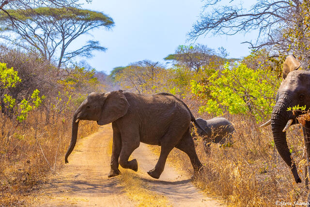 Katavi-Elephant Crossing Road print