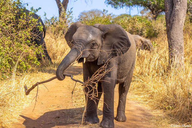 Katavi-Elephant With Branch print