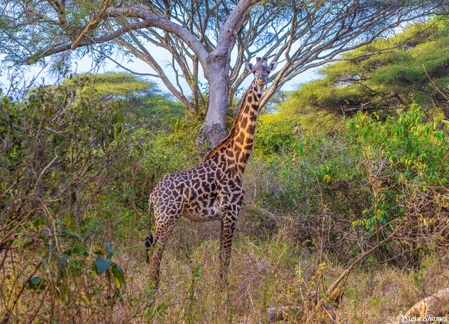Katavi-Giraffe by Tree print