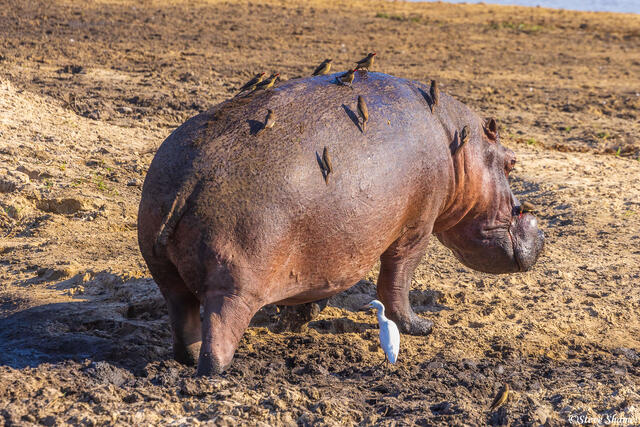 Katavi-Hippo With Oxpeckers print