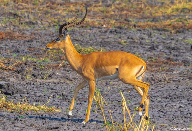 Katavi-Impala Buck print