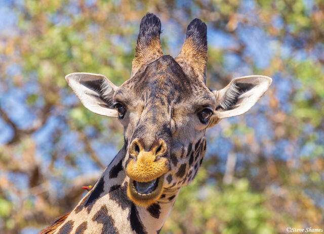 Katavi-Laughing Giraffe print