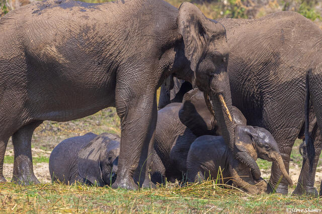 Katavi-Little Elephant Calf print