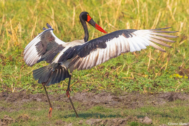 Katavi-Saddle Billed Stork print