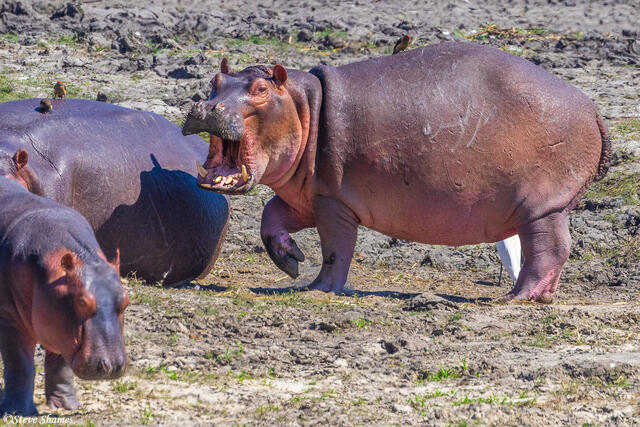 Katavi-Screaming Hippo print