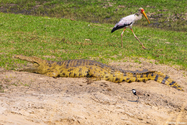 Katavi-Stork With Crocodile print