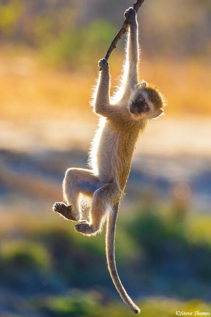 Katavi-Swinging Monkey print
