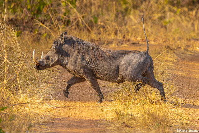 Katavi-Warthog Crossing print