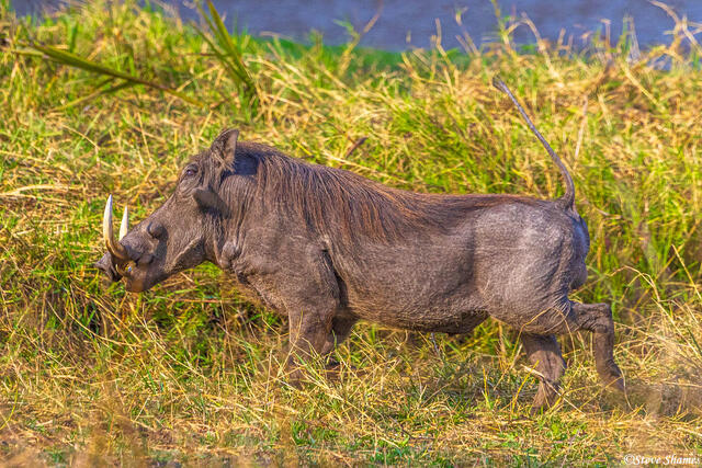 Katavi-Warthog Tusker print