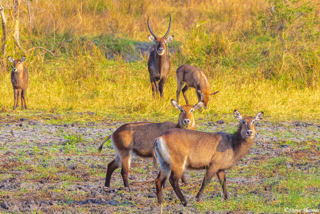 Katavi-Waterbucks print