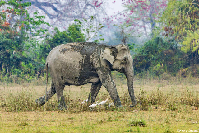 Kaziranga Asian Elephant print