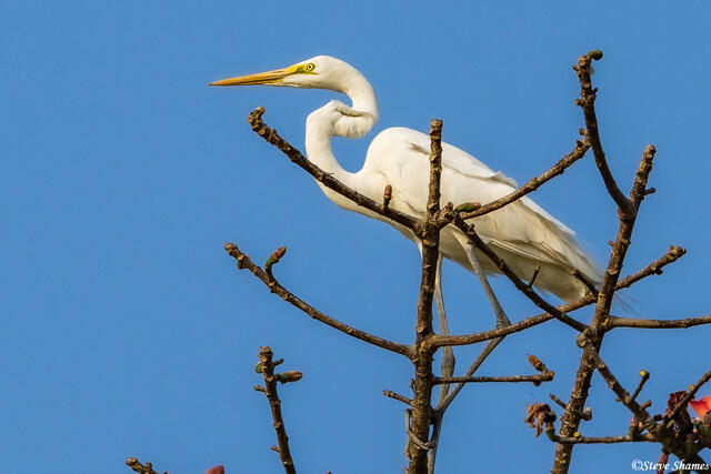 Kaziranga Egret print
