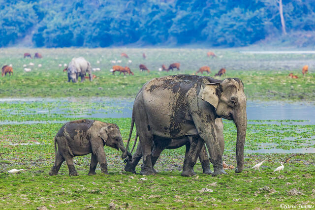 Kaziranga Indian Elephants print