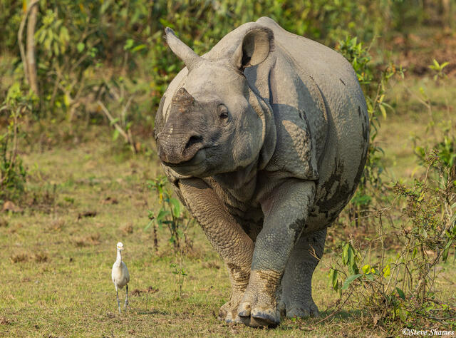 Kaziranga Rhino print